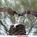 Águila pescadora