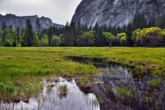 Mountain Reflections off a Pond of Water (Yosemite National Park)