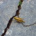 Iroquois Springs Grasshopper I