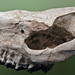 Subhyracodon sp. (fossil rhinoceros) (White River Formation, Oligocene; near Lusk, Wyoming, USA)