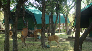 Zimbabwe Hunting Safari 82