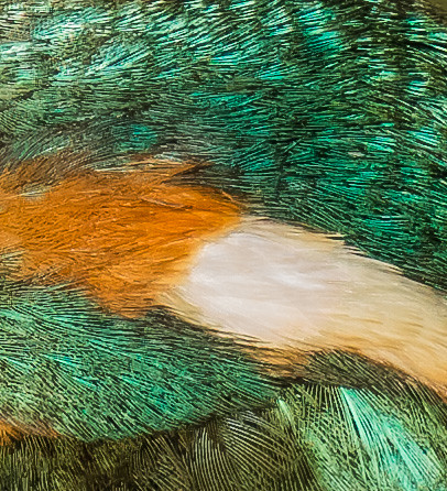Close up IJsvogel / Kingfisher