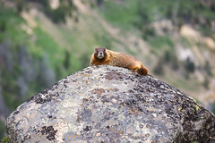 Anglų lietuvių žodynas. Žodis marmot reiškia n zool. švilplys, kalninis švilpikas lietuviškai.
