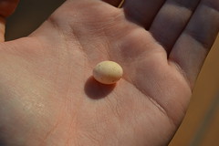 Lizard's egg