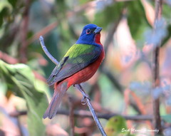 Colorin siete colores macho / Painted Bunting 