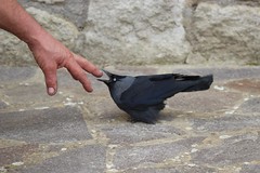 Anglų lietuvių žodynas. Žodis corvus monedula reiškia <li>corvus monedula</li> lietuviškai.