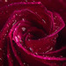 Dewy Red Rose Macro • <a style="font-size:0.8em;" href="http://www.flickr.com/photos/124671209@N02/32713071734/" target="_blank">View on Flickr</a>