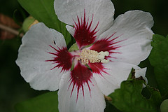 Anglų lietuvių žodynas. Žodis hibiscus reiškia hibiscus lietuviškai.