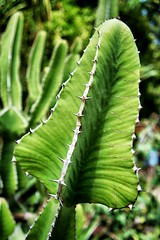 Anglų lietuvių žodynas. Žodis thanksgiving cactus reiškia padėkos kaktusas lietuviškai.