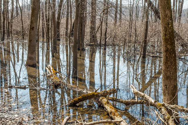 Stillwater Marsh - March 20, 2014