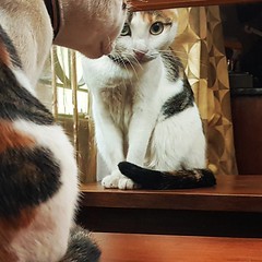 Mirror, mirror on the wall, Who's the fairest of them all? #SasscatKitKat #calico #rawfedcatsofig  (c) Marlene C. Francia 2017 . . . . . . . . . . . . . . . . #rescuecat #catsofinstagram #rawfedcat #barf #barfdiet #FirstCat #adoptdontshop