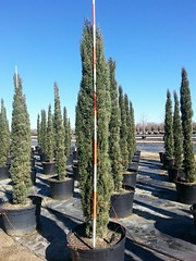 45 gal Italian Cypress