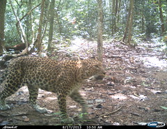 leopard8 BK-14 • <a style="font-size:0.8em;" href="http://www.flickr.com/photos/109145777@N03/13794571085/" target="_blank">View on Flickr</a>