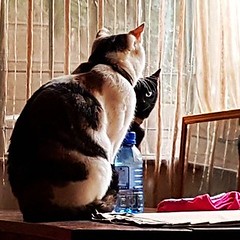 "I think you're supposed to say 'Mirror, mirror on the wall, who's the fairest of them all.'" . #SassySisters #Day118 #SasscatKitKat #SenaTheInsaneNuh #Rawfedcats.  (c) Marlene C. Francia 2017 . . . . . . . . . . . . . . . . . . #rawfedcatsofig #rawfedcat