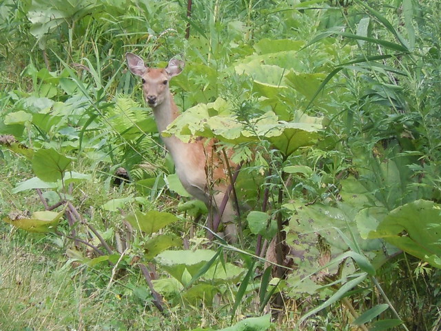 鹿さんです！細岡展望台から釧路湿原を反時計回りに回って細い。｜
