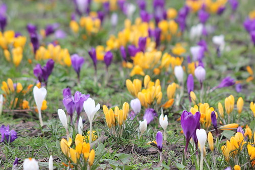 Spring flowers, From FlickrPhotos