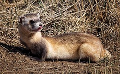 April 2, 2017 - The endangered Black-footed Ferret at the Rocky Mountain Arsenal. (Shawn Jones)