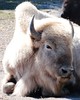 Great White Bison • <a style="font-size:0.8em;" href="http://www.flickr.com/photos/109566135@N04/11120874453/" target="_blank">View on Flickr</a>
