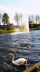 Swan fountain