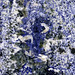Azul Bahia Granite (sodalite metasyenite, Itabuna Syenite Complex, Neoproterozoic, ~676 Ma; Fazenda Hiassu, Bahia State, Brazil) 3