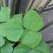 Lablab purpureus stem leaf2