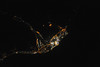 Night View of Sochi During Olympics by NASA Goddard Photo and Video, on Flickr