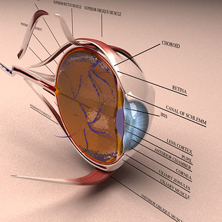 anatomy_section_eye_model