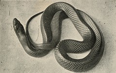 Anglų lietuvių žodynas. Žodis coachwhip snake reiškia coachwhip gyvatė lietuviškai.