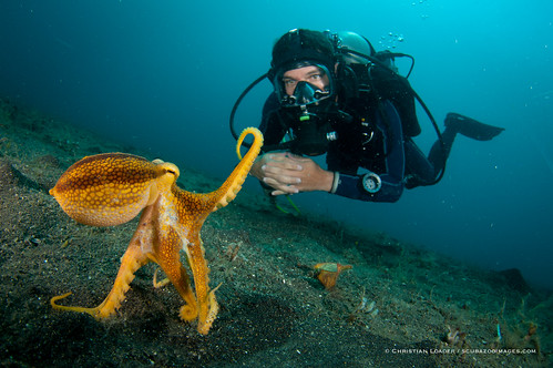 Diver with octopus2 by Christian Loader