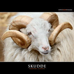 SKUDDE