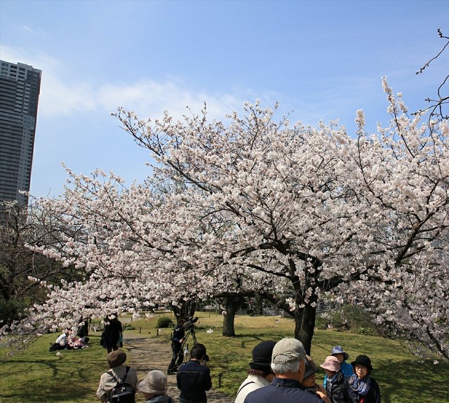浜離宮の桜  ここ最高です。