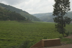 Green Landscape