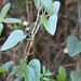 Smilax aspera: "ciacheciuca" • <a style="font-size:0.8em;" href="http://www.flickr.com/photos/62152544@N00/14434249393/" target="_blank">View on Flickr</a>