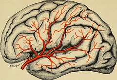 Anglų lietuvių žodynas. Žodis cranial nerve reiškia kaukolės nervas lietuviškai.
