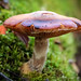 Mushroom on moss • <a style="font-size:0.8em;" href="http://www.flickr.com/photos/124671209@N02/14190767506/" target="_blank">View on Flickr</a>