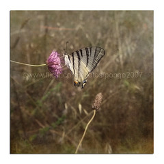 Butterfly on a windy day