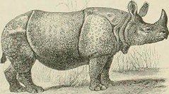 Anglų lietuvių žodynas. Žodis genus rhinoceros reiškia genties raganosių lietuviškai.