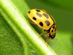 Fourteen-spotted Ladybug