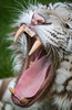 Big cats
