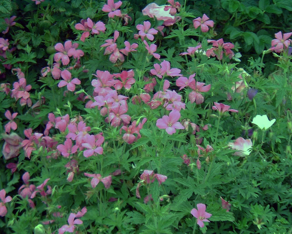 Geranium endressii