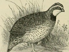 Anglų lietuvių žodynas. Žodis quail-pipe reiškia putpelės-vamzdis lietuviškai.