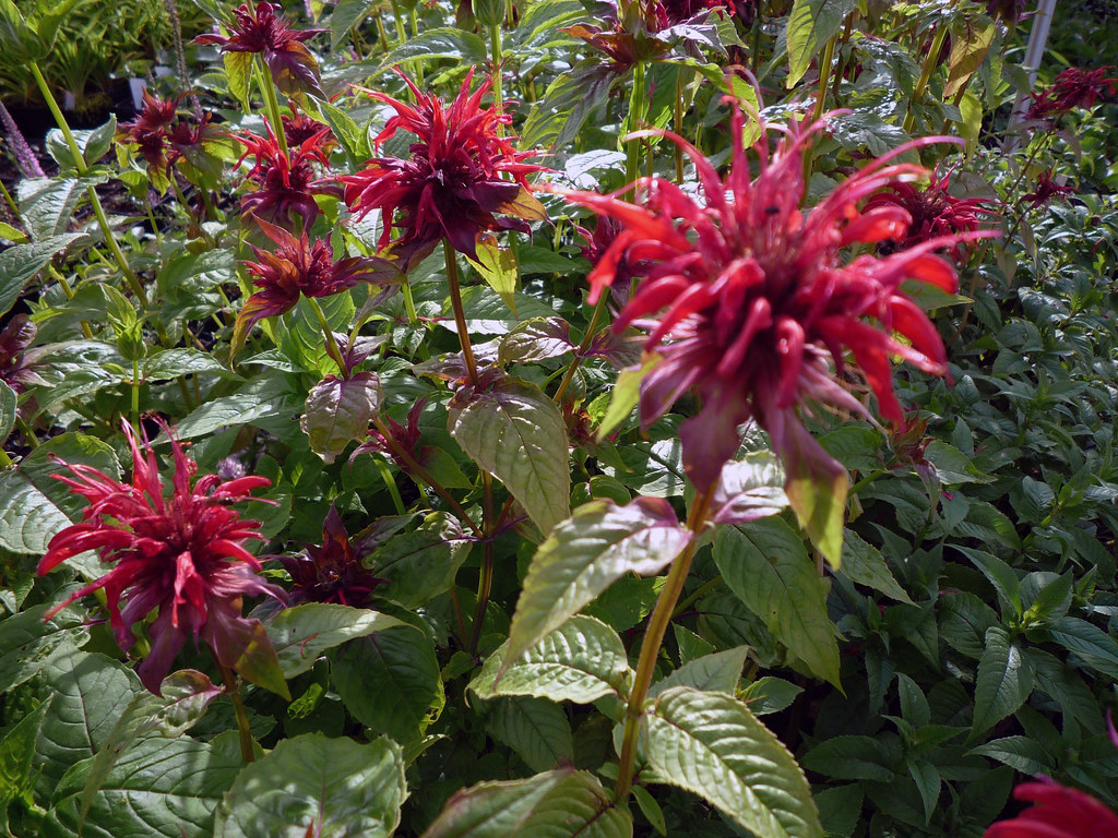 Monarda 'Cambridge Scarlet'