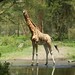 urlaub in kenia mit safari