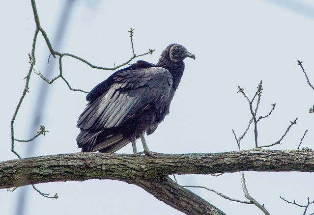 Hoosier National History Ecotour - Hoosier National Forest - Waldrip Ridge - Black Vulture - May 3, 2014