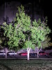Illuminated tree • <a style="font-size:0.8em;" href="http://www.flickr.com/photos/9039476@N03/14189595685/" target="_blank">View on Flickr</a>