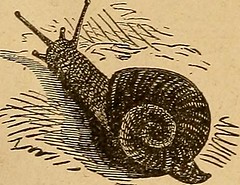 Anglų lietuvių žodynas. Žodis snail-slow reiškia sraigės-lėtai lietuviškai.