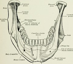 Protuberance Anatomy Example