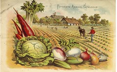 Anglų lietuvių žodynas. Žodis turnip cabbage reiškia ropė kopūstai lietuviškai.