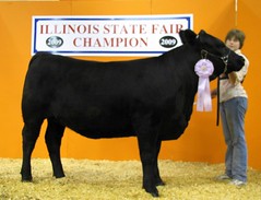 Reserve Div. Champion % Simmental Open Show 2009 • <a style="font-size:0.8em;" href="http://www.flickr.com/photos/25423792@N05/14438829115/" target="_blank">View on Flickr</a>