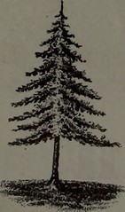 Anglų lietuvių žodynas. Žodis short-leaf pine reiškia trumpas lapų pušis lietuviškai.